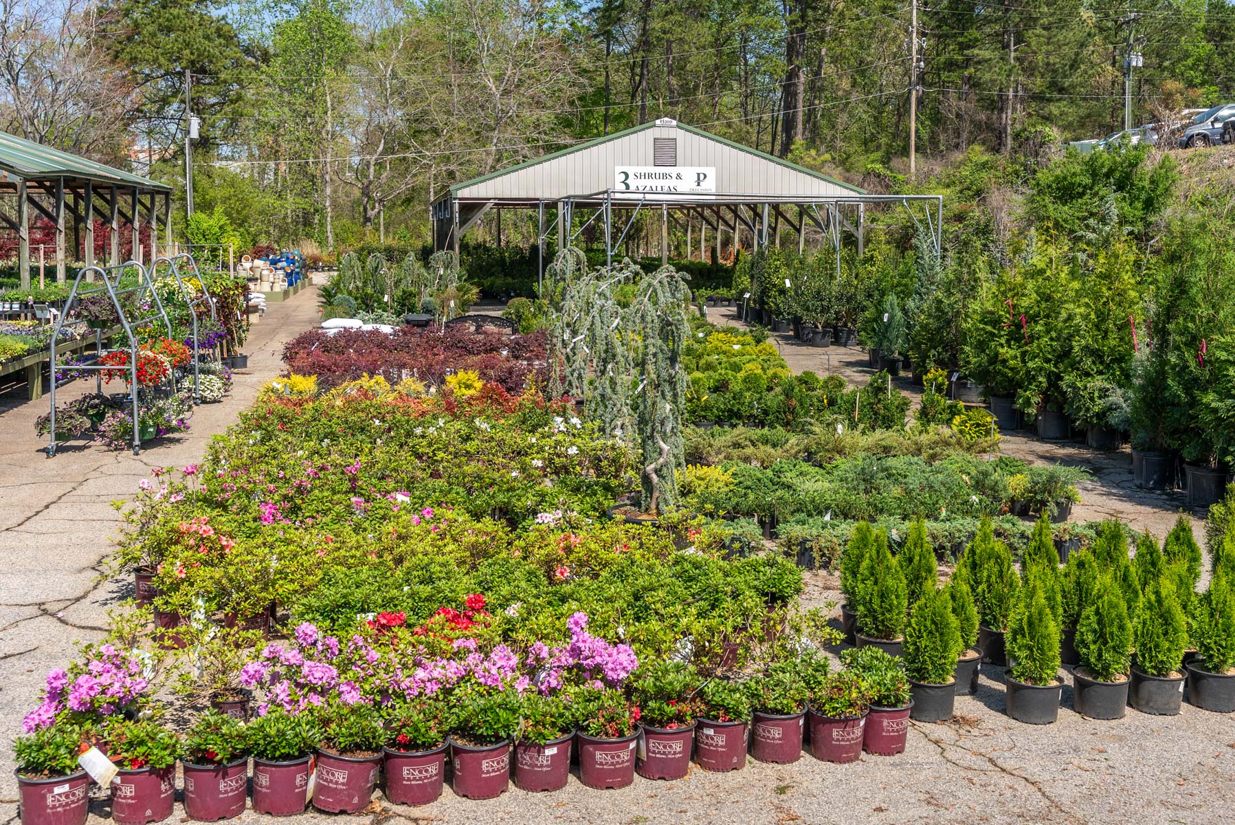 garden center plants 3