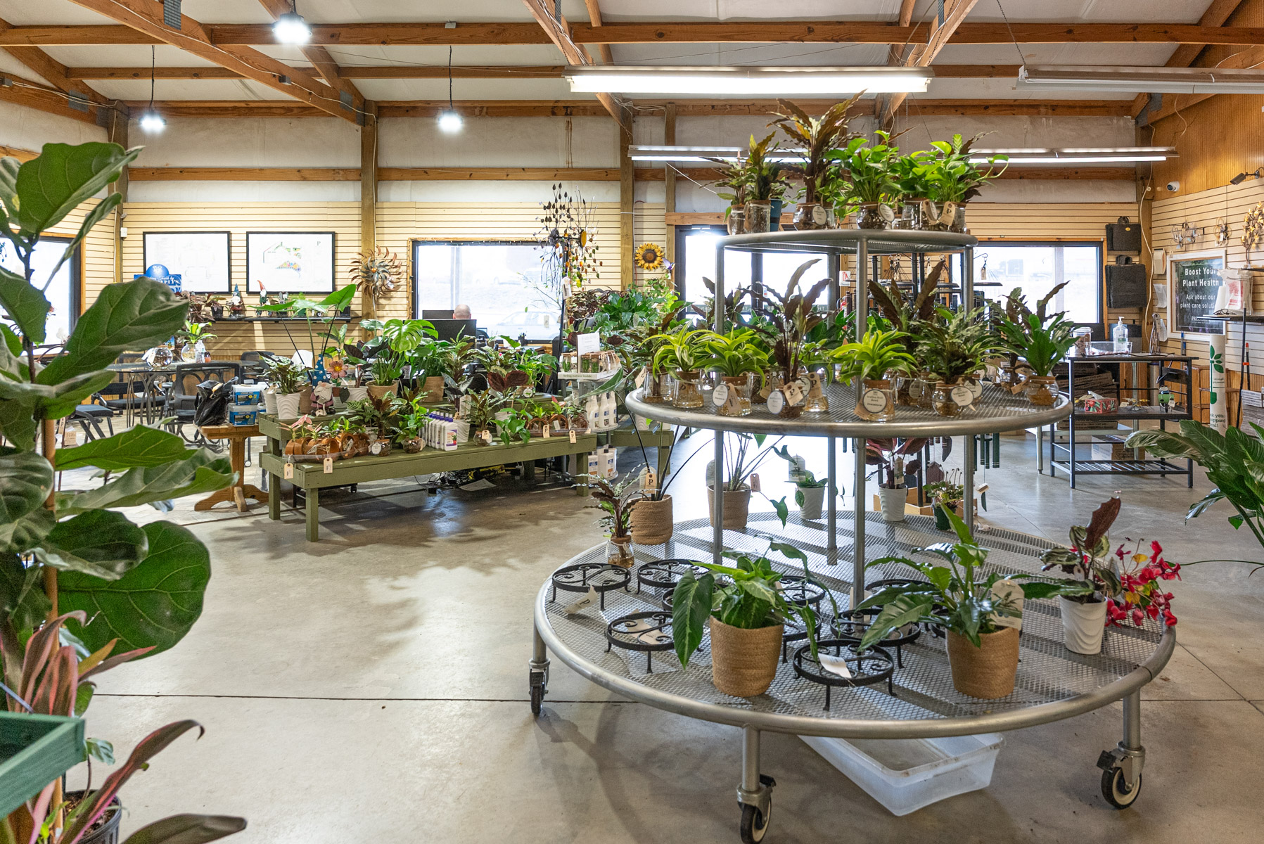 garden center potted indoor plant 3