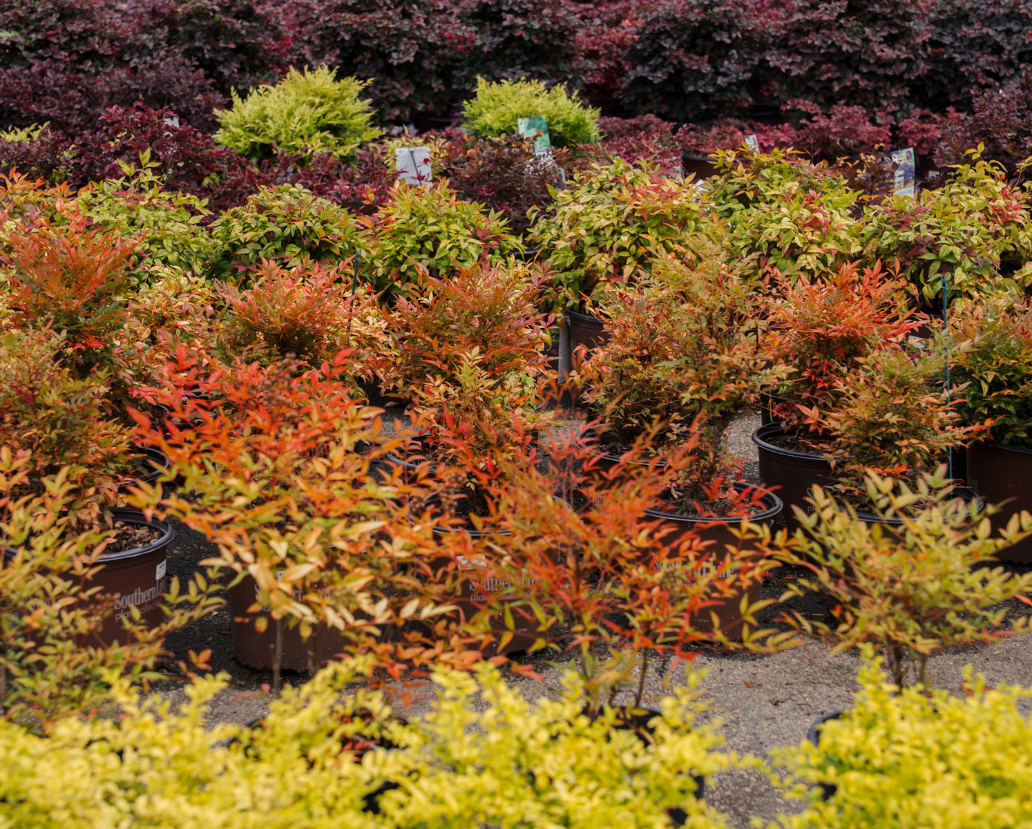 garden center potted plant shrubs 2