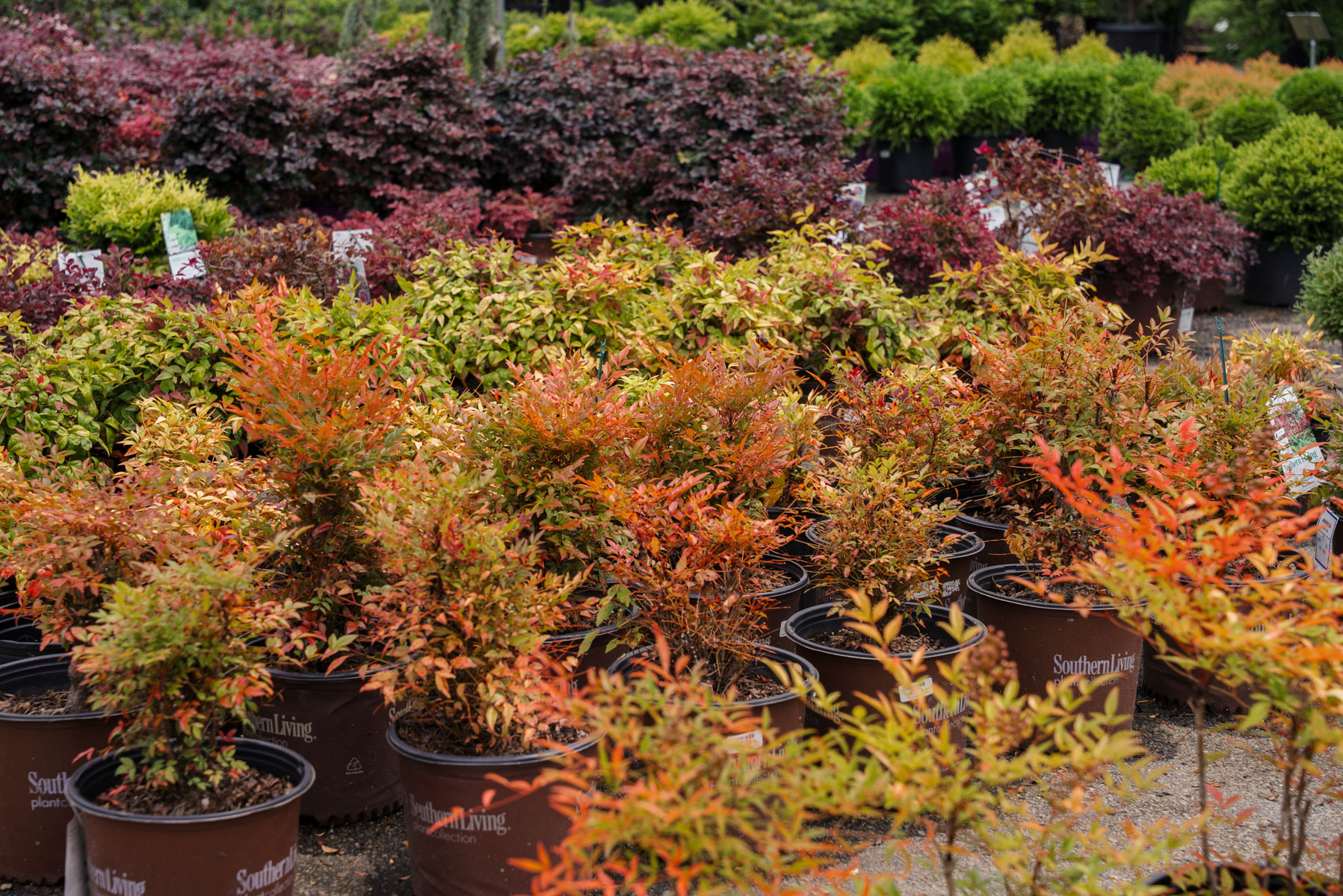 garden center potted plant shrubs