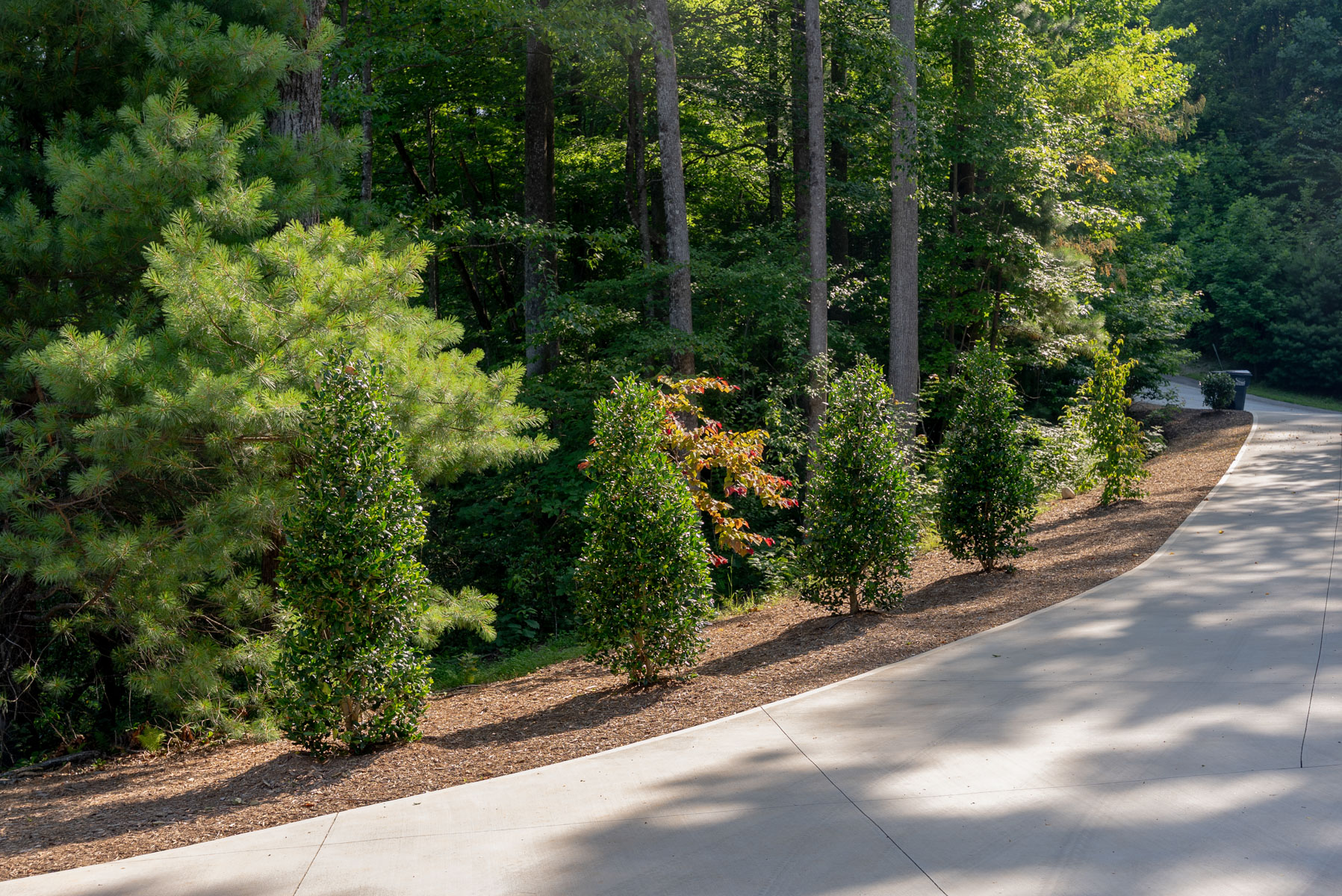 tree row along driveway mulch bed planting after