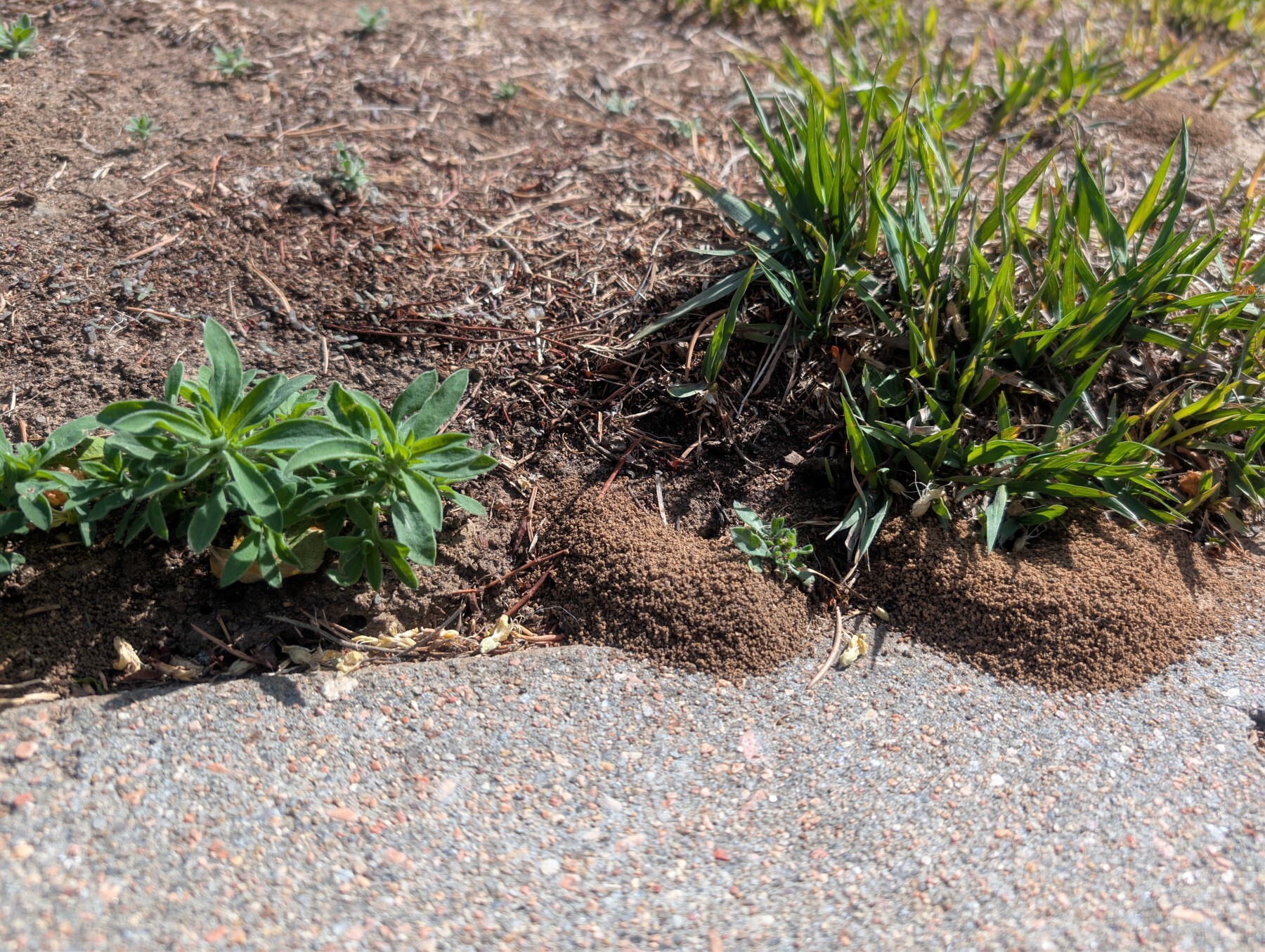 ant control upstate sc